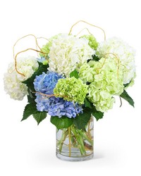 "Hello, Hydrangea!" from Brennan's Florist and Fine Gifts in Jersey City