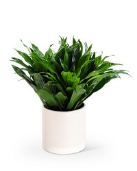 Dracaena Compacta from Brennan's Florist and Fine Gifts in Jersey City
