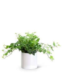 English Ivy Plant from Brennan's Florist and Fine Gifts in Jersey City