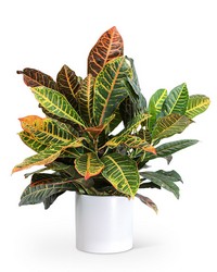 Croton Petra Plant from Brennan's Florist and Fine Gifts in Jersey City