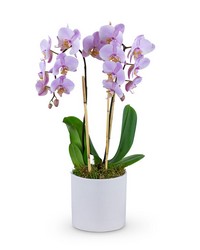 Phalaenopsis Orchid from Brennan's Florist and Fine Gifts in Jersey City