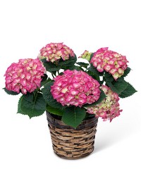 Pink Hydrangea Plant from Brennan's Florist and Fine Gifts in Jersey City