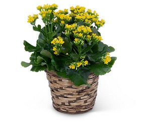 Yellow Kalanchoe Plant from Brennan's Florist and Fine Gifts in Jersey City