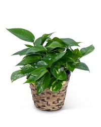 Pothos Plant in Basket from Brennan's Florist and Fine Gifts in Jersey City