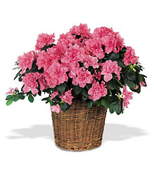 Pink Azalea from Brennan's Florist and Fine Gifts in Jersey City