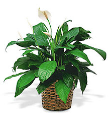 Medium Spathiphyllum Plant from Brennan's Florist and Fine Gifts in Jersey City