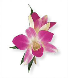 Purple Dendrobium Boutonniere from Brennan's Florist and Fine Gifts in Jersey City