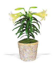 Easter Lily Plant from Brennan's Florist and Fine Gifts in Jersey City