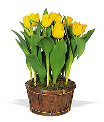 Potted Yellow Tulips from Brennan's Florist and Fine Gifts in Jersey City