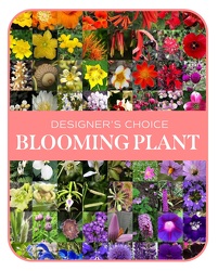 In-Season Blooming Plant from Brennan's Secaucus Meadowlands Florist 