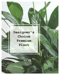 Designer's Choice Premium Planter from Brennan's Secaucus Meadowlands Florist 