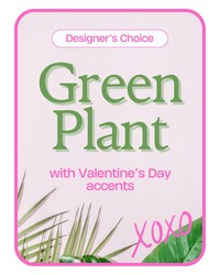 Designer's Choice Valentine's Day Green Plant  from Brennan's Florist and Fine Gifts in Jersey City