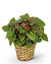 Arrowhead Plant in Basket from Brennan's Florist and Fine Gifts in Jersey City
