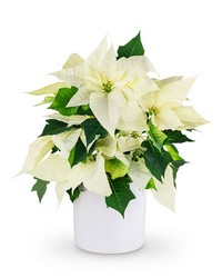 White Poinsettia Plant from Brennan's Secaucus Meadowlands Florist 