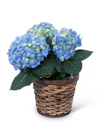 Blue Hydrangea Plant from Brennan's Secaucus Meadowlands Florist 