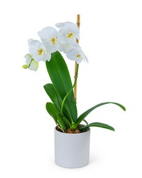 White Orchid Plant from Brennan's Secaucus Meadowlands Florist 